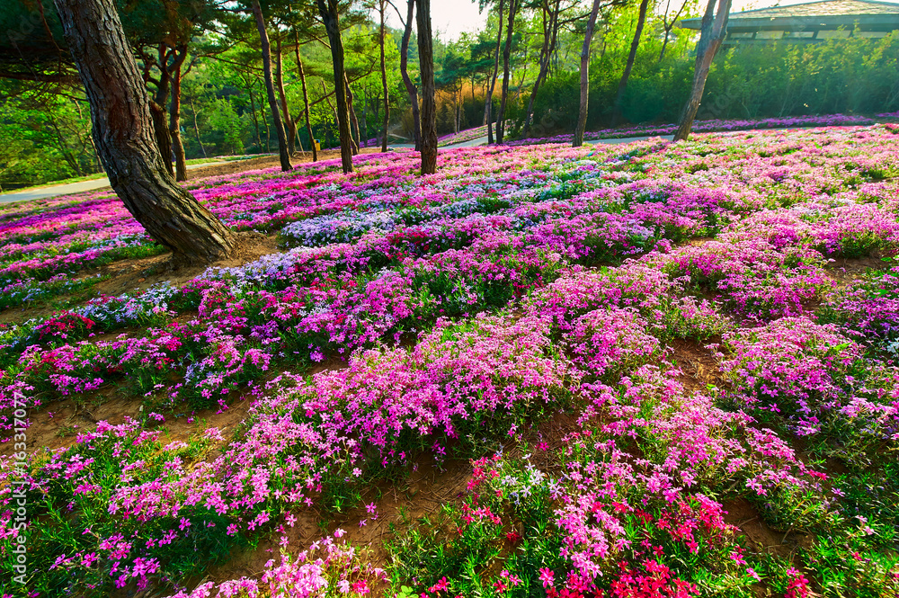 芝士樱花盛开