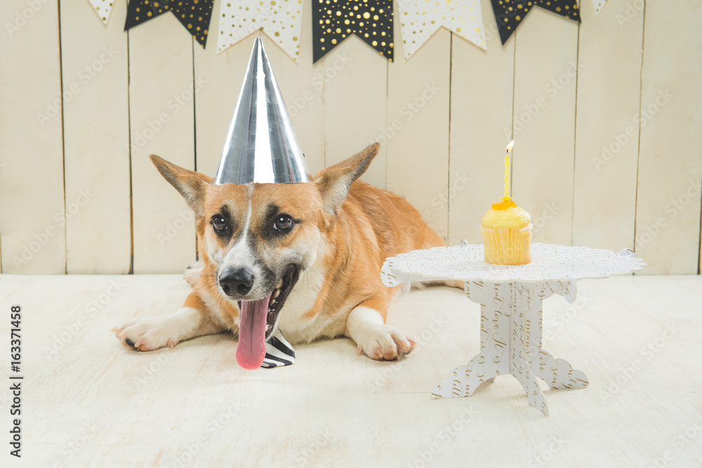 Cute pembroke corgi wearing birthday hat and festive cupcake