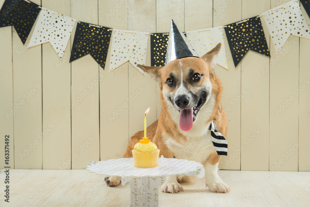 Cute pembroke corgi wearing birthday hat and festive cupcake