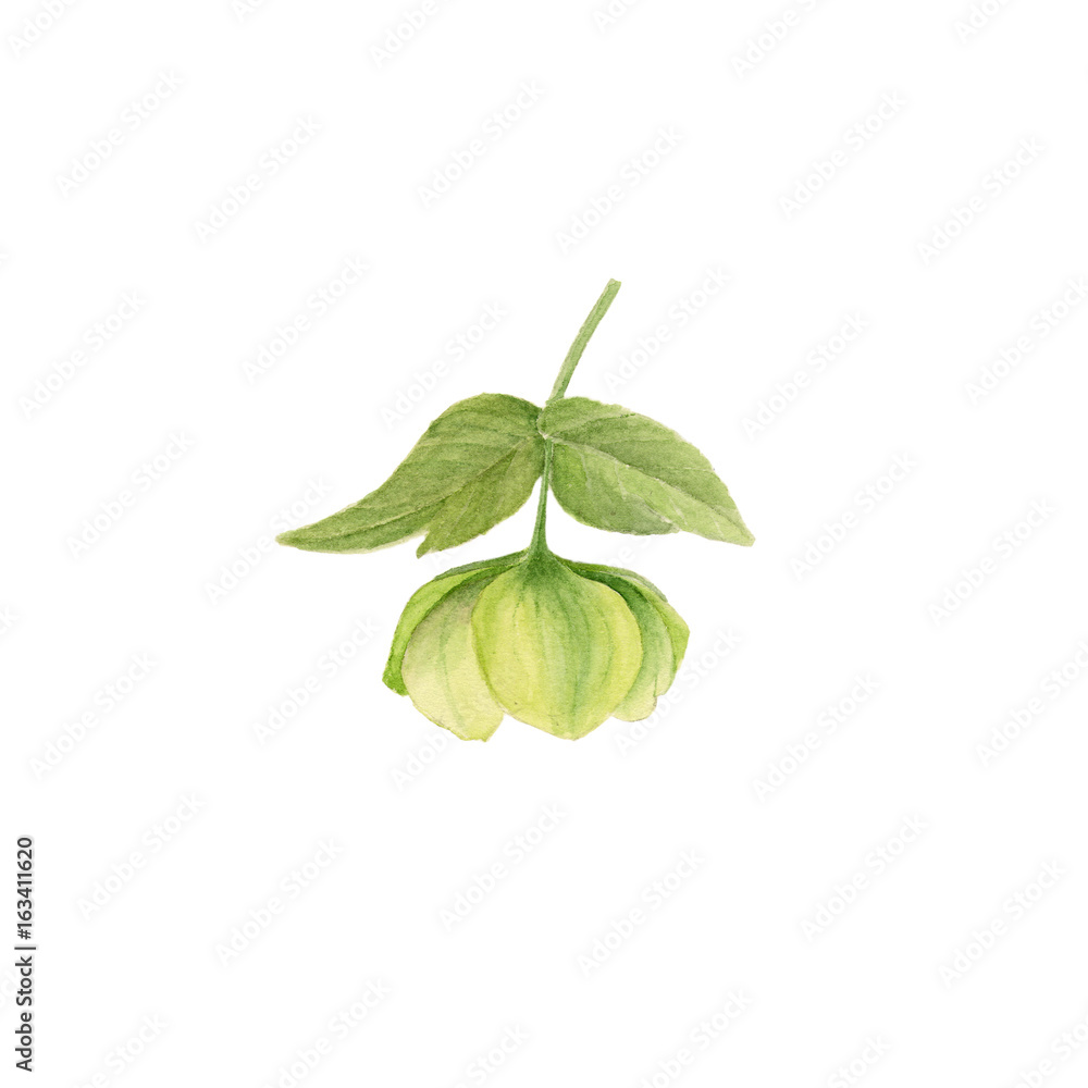 在白色背景上隔离的绿色hellebore的水彩植物插图