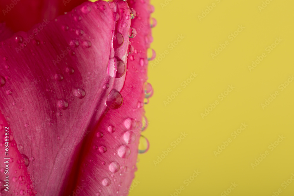 Macro view of a beautiful tulip flower on yellow. Spring background