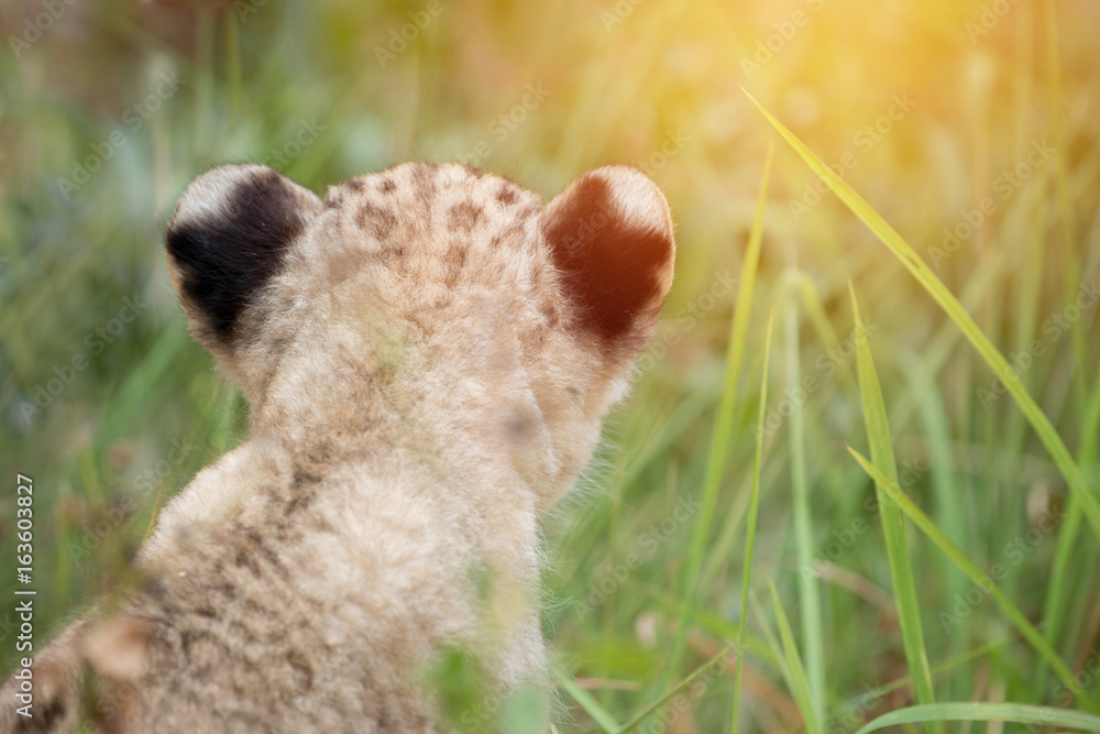 baby lion head shot among  dense grasses