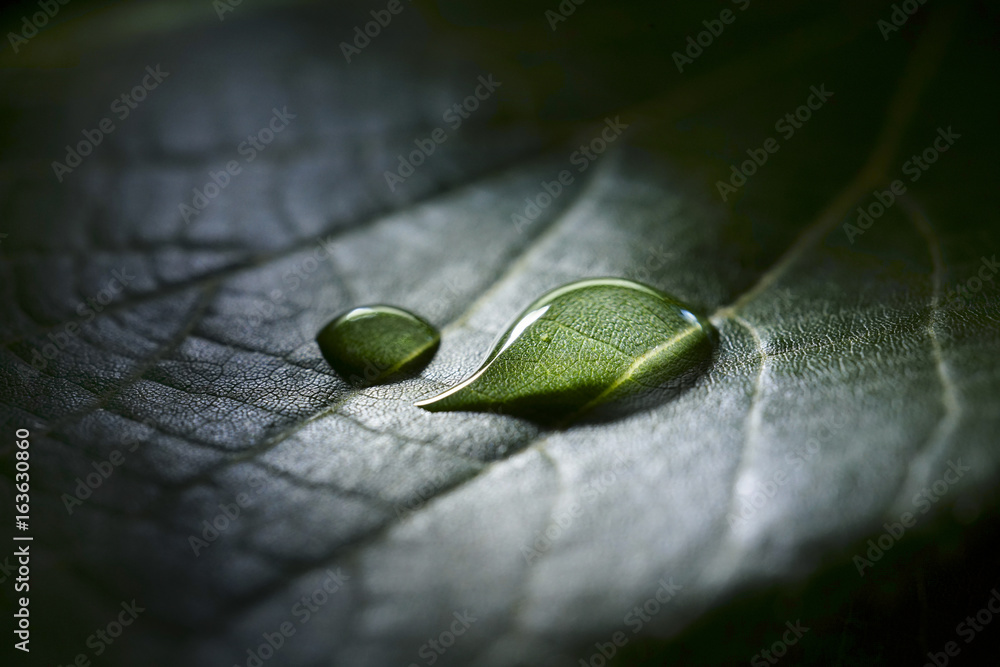 在光线中，在深绿色的叶子背景上，大自然中的一滴雨水露。