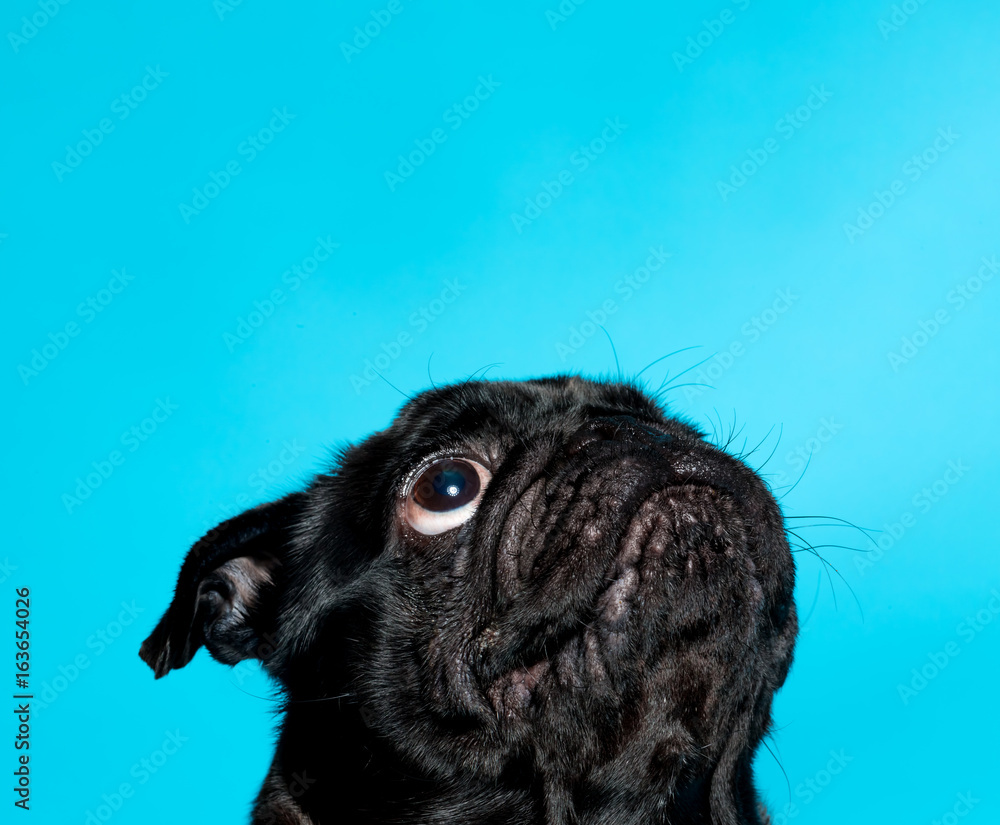 Cute black pug on a blue background