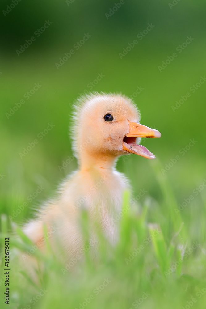 Little duckling on green grass