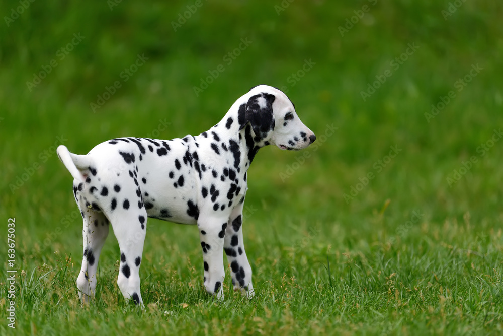 达尔马提亚犬夏季户外活动