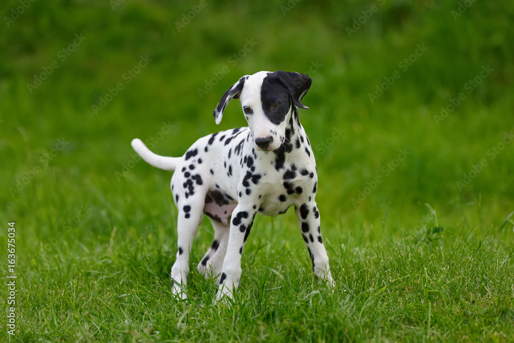 达尔马提亚犬夏季户外活动