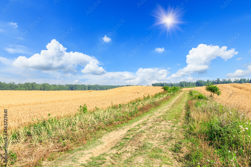 A country road in the wheat field