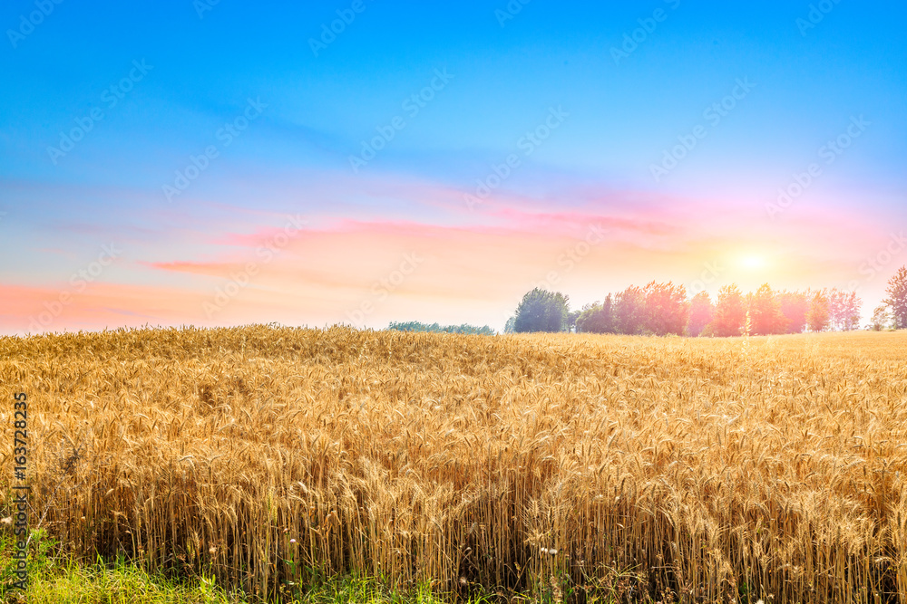 Ripe wheat field landscape at sunset