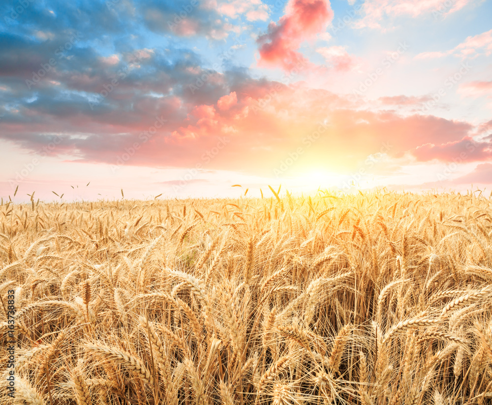 Ripe wheat field landscape at sunset