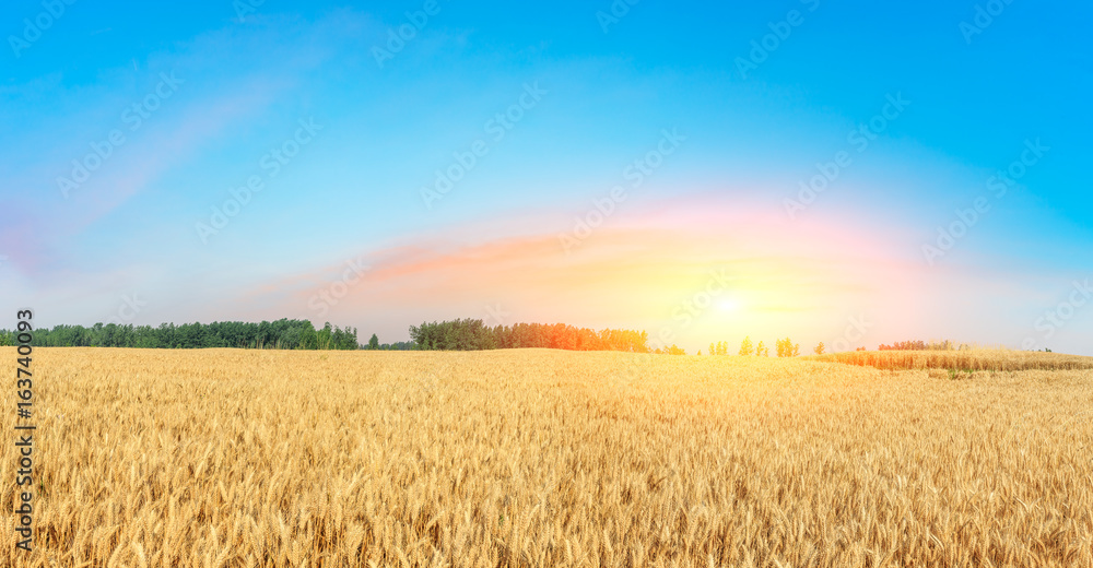 Panoramic view of a golden wheat field at sunset