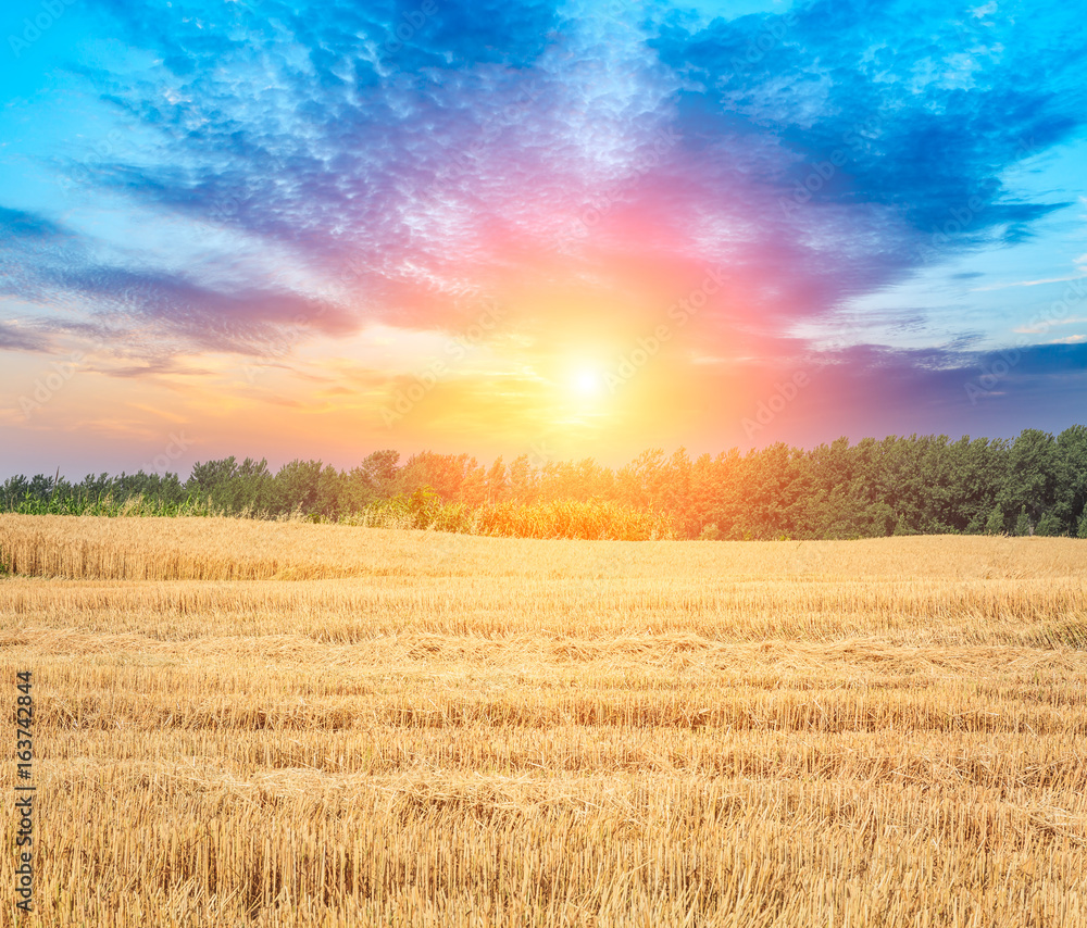 Ripe wheat field landscape at sunset