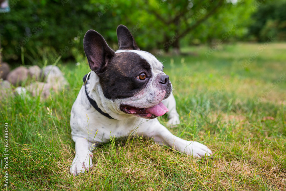 French bulldog lying down in the garden