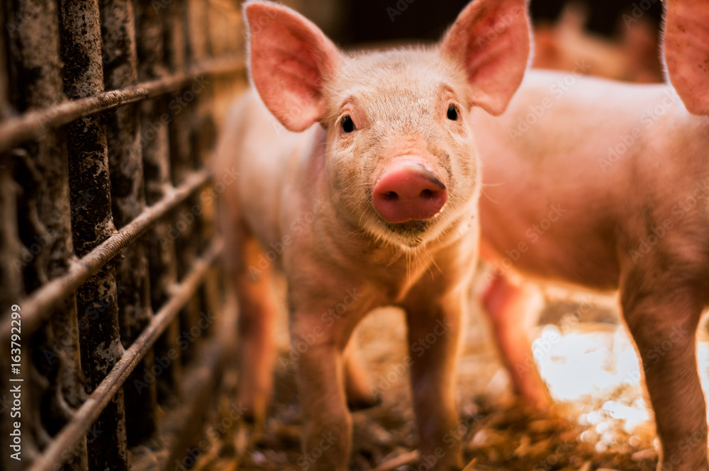 Portrait of funny looking piglet