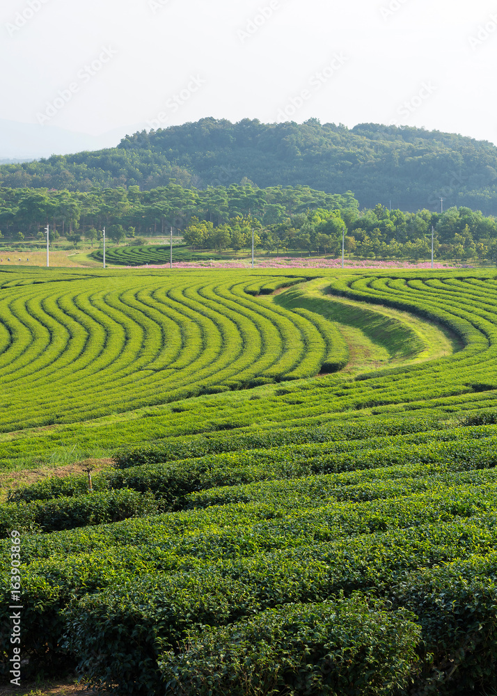 泰国的Bunrod茶园很受游客欢迎。