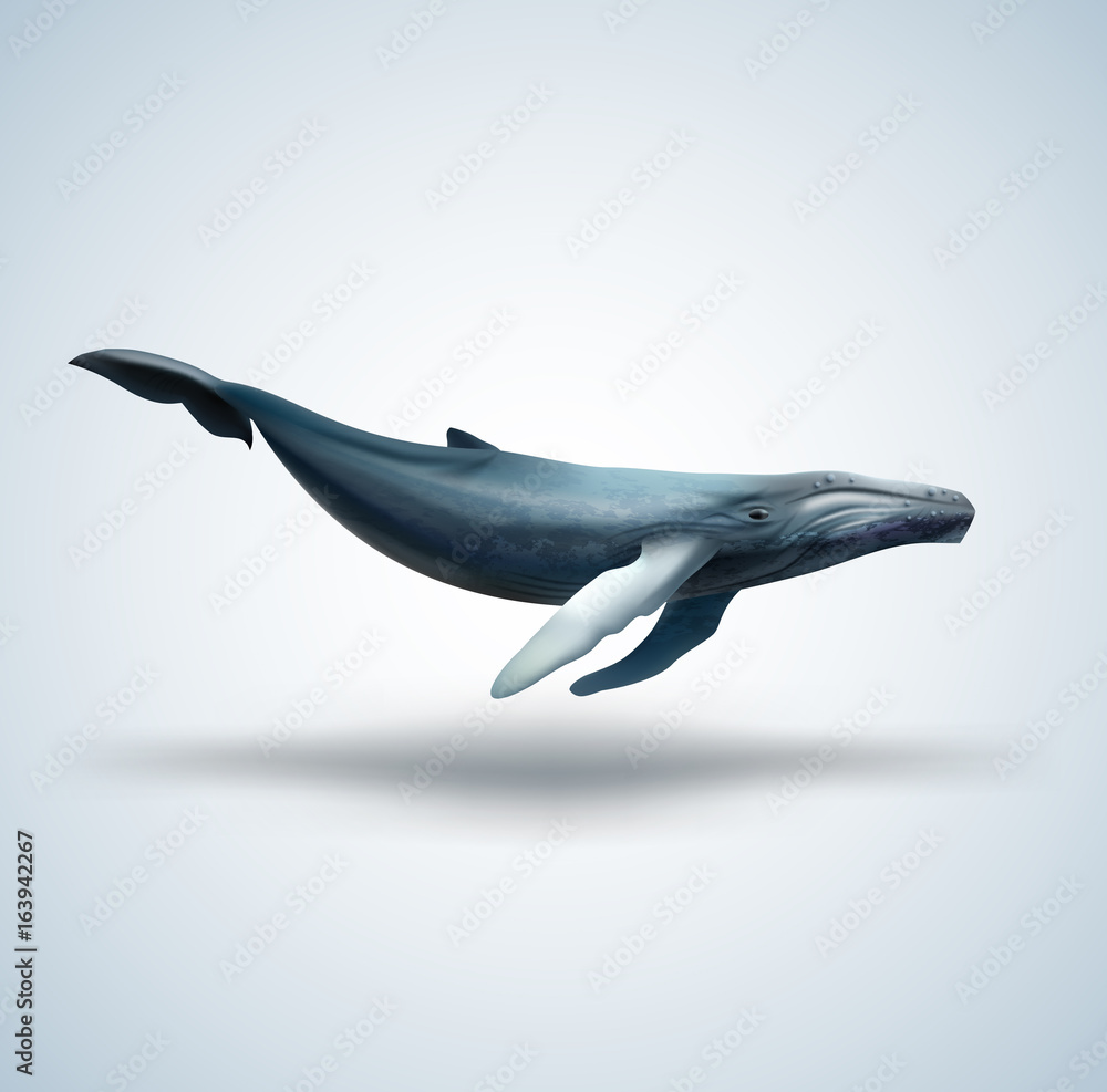 Blue whale isolated on white background