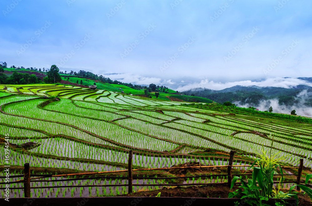 山上种植的田野。泰国的晨雾山景。