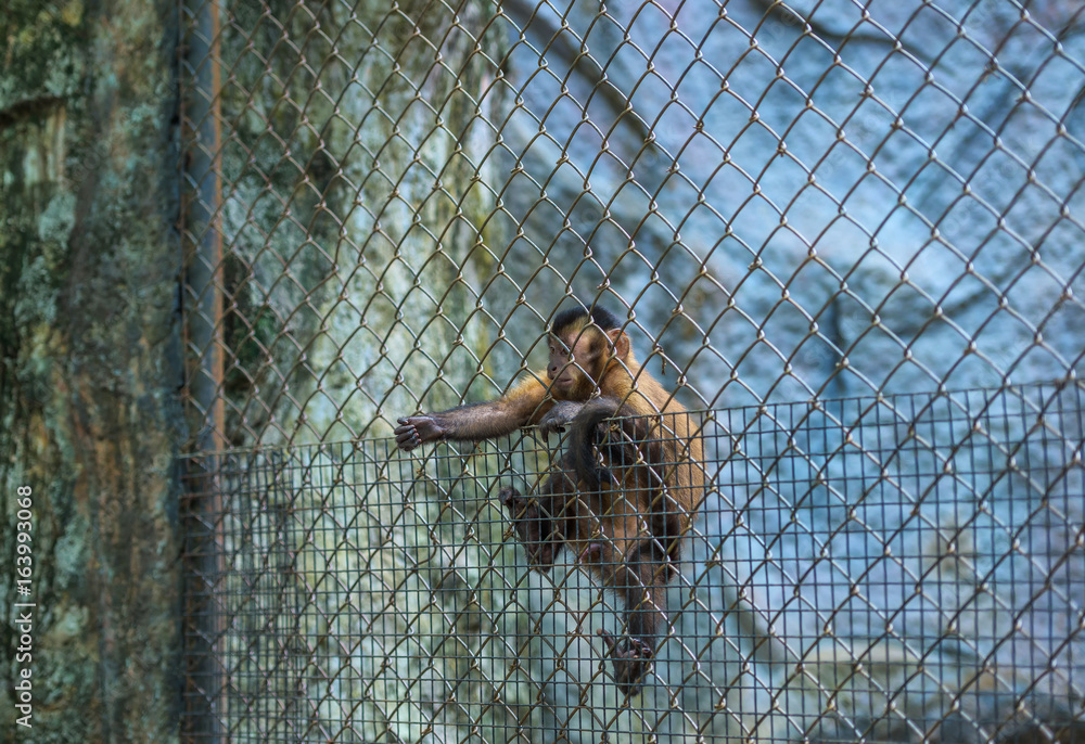 Monkey locked in a cage for help.animal monkey.animal monkey.