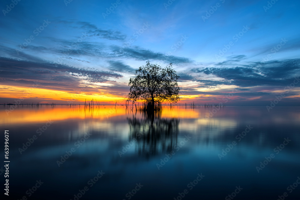 Tree by the sea with the beautiful morning sun.