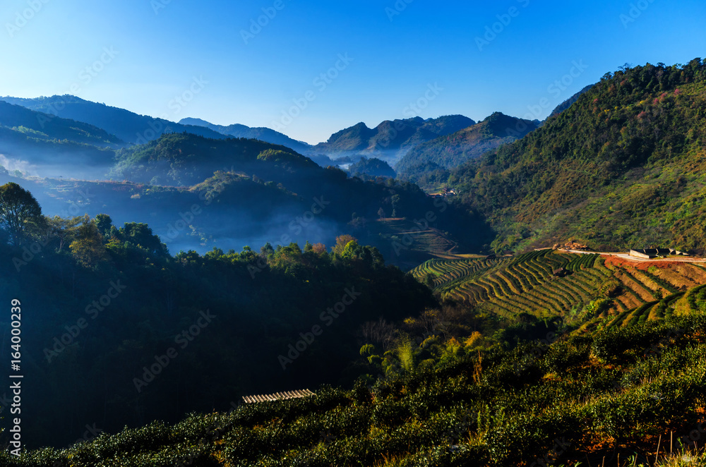 泰国多昂康的一个清淡的早茶种植园。