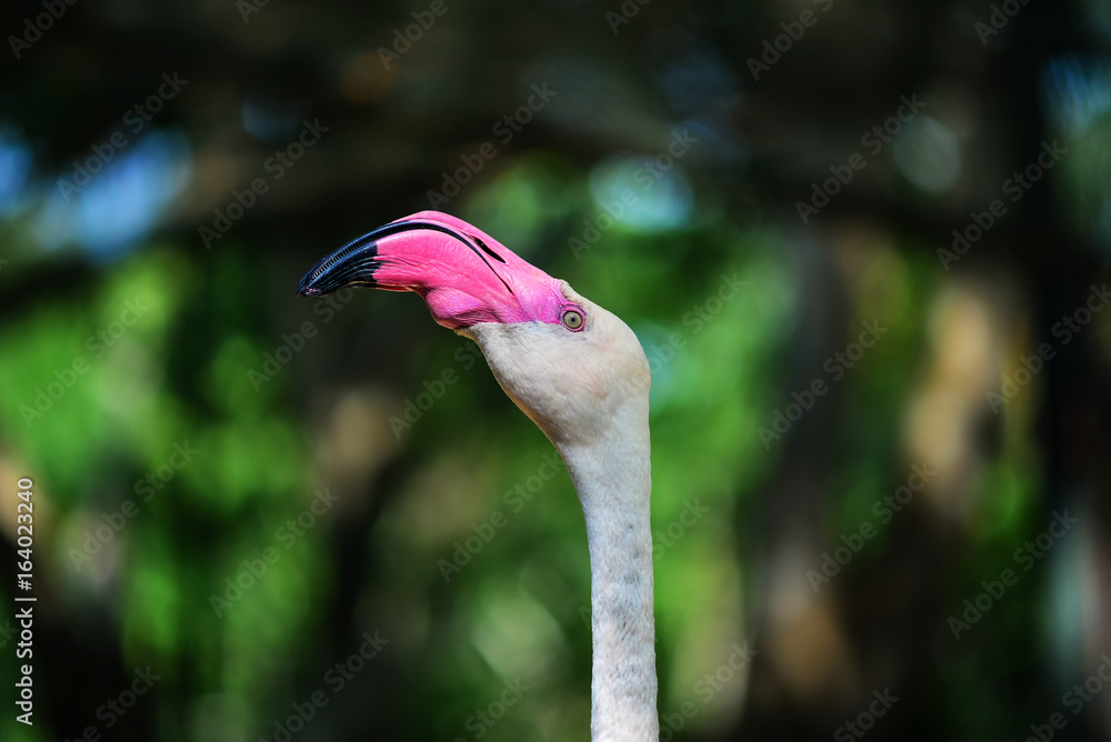 Flamingo raised in Thailand zoo.