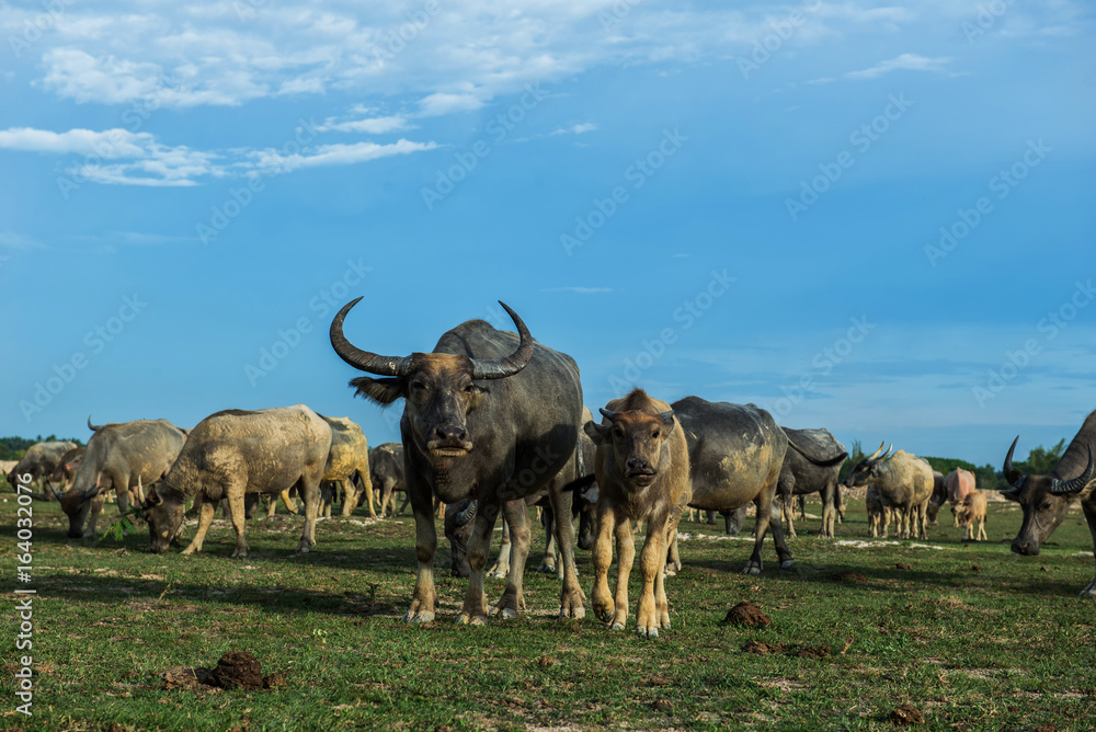 Thailand buffalo on his farm.