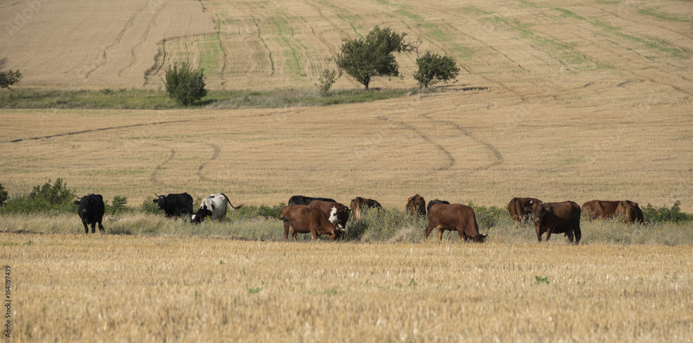 The cows graze on the field