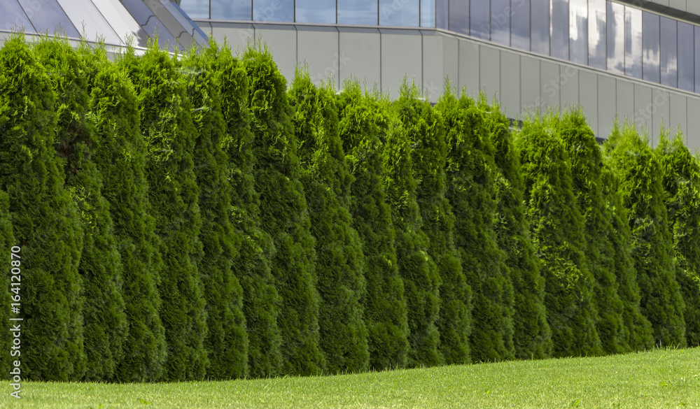 Fragment of a rural fence hedge from evergreen plants the Thuja