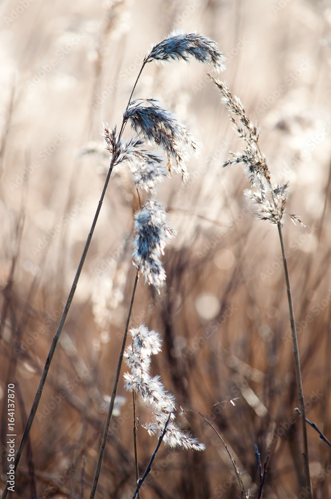 Winter Flower Details