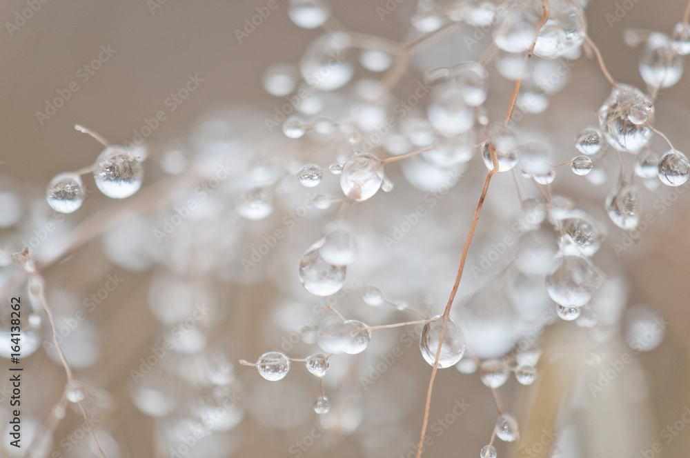 Winter Flower Details