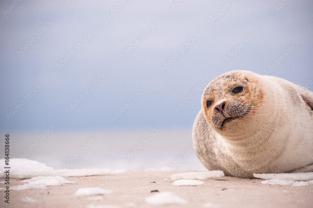 Seal on North Sea beach