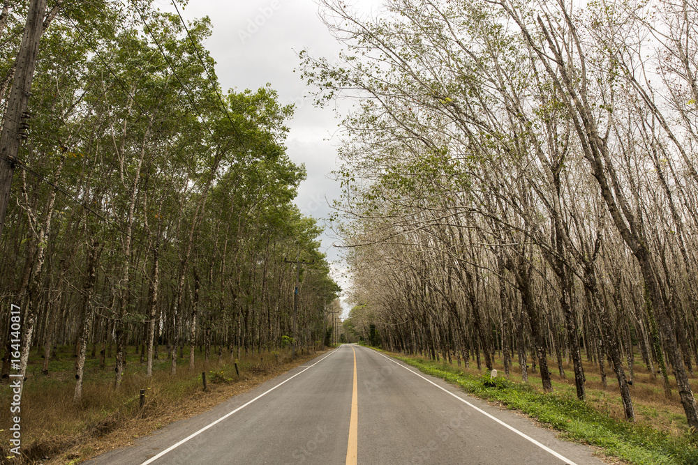 道路和橡胶树，巴西橡胶树在阴凉种植园中生产乳胶