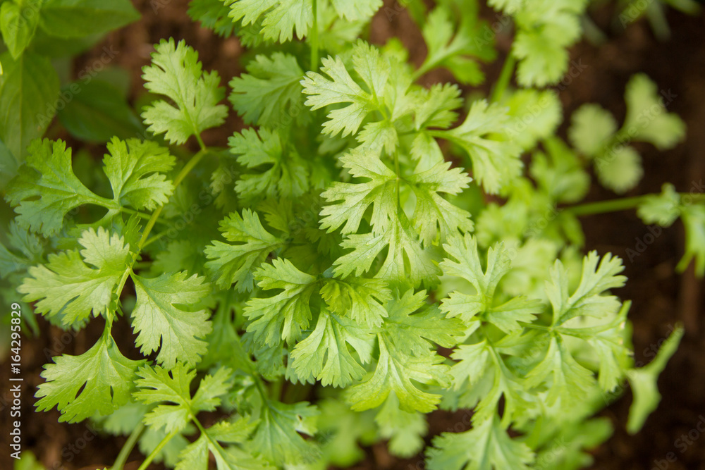 Fresh Coriander Leaf