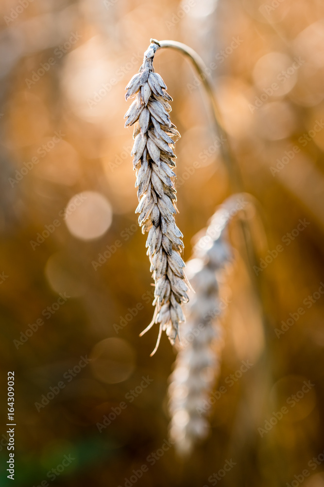 小麦特写细节