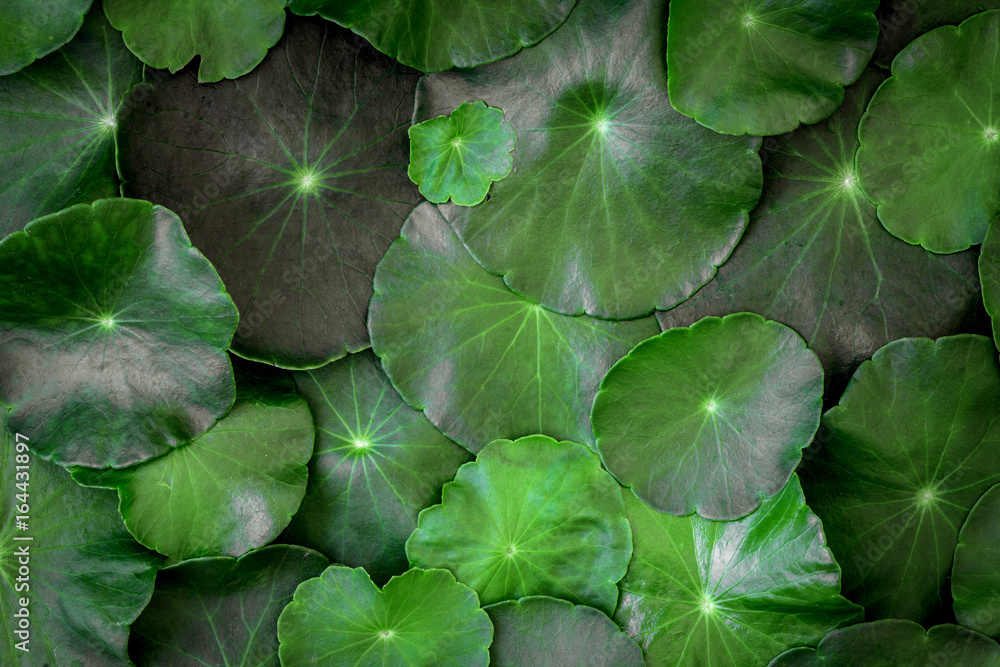 Close up the circle green leaf decoration as abstract green background from Centella asiatica ,fresh