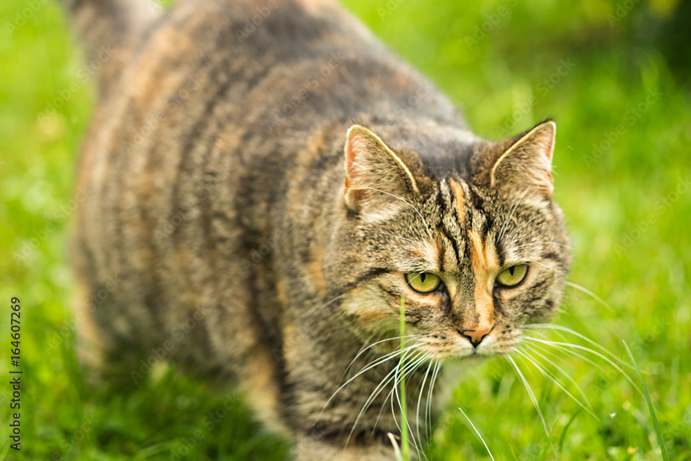 Hauskatze Felis silvestris catus im Gras auf der Jagd