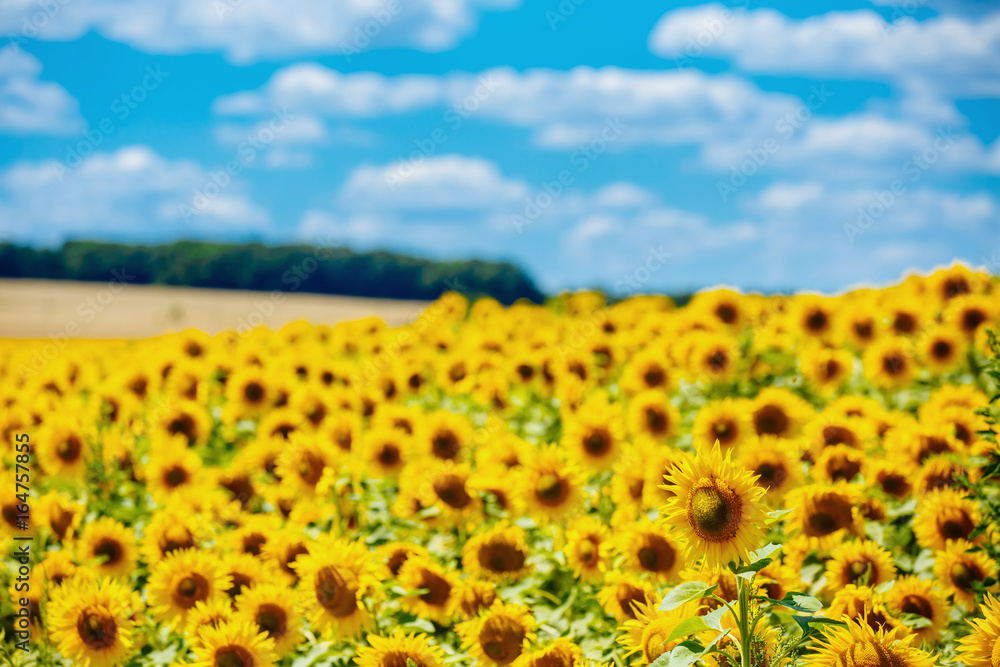 Field of sunflowers and blue sky background