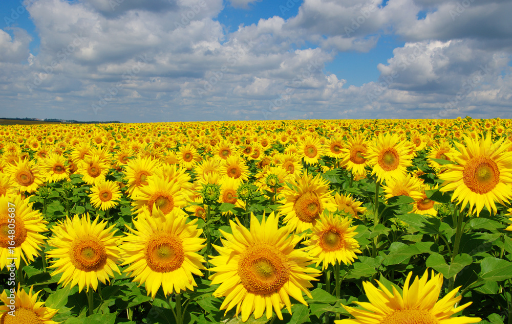 field of blooming sunflowers