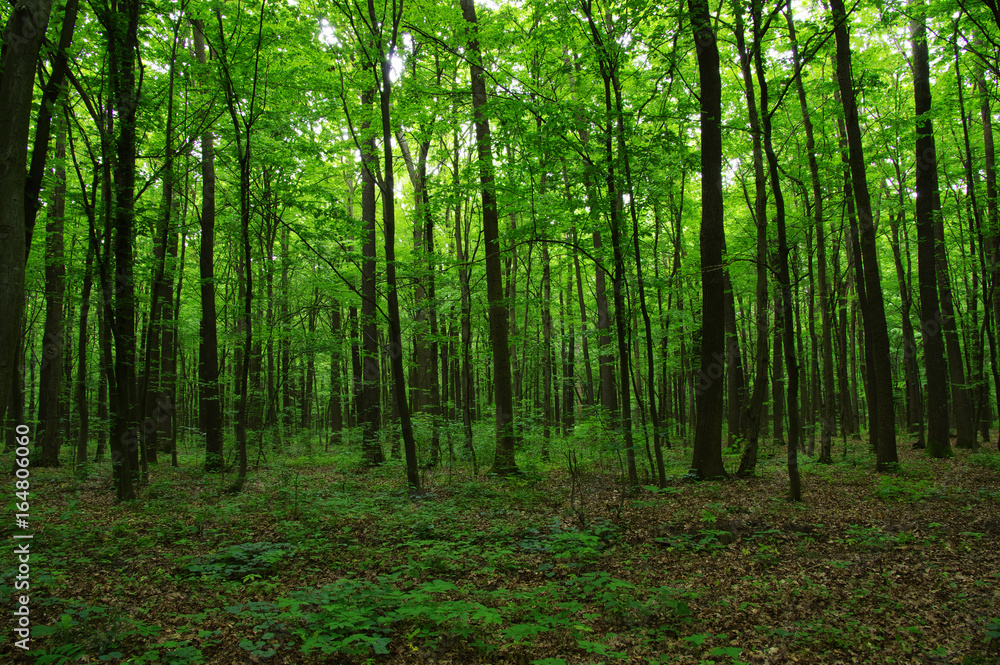 Trees in green forest