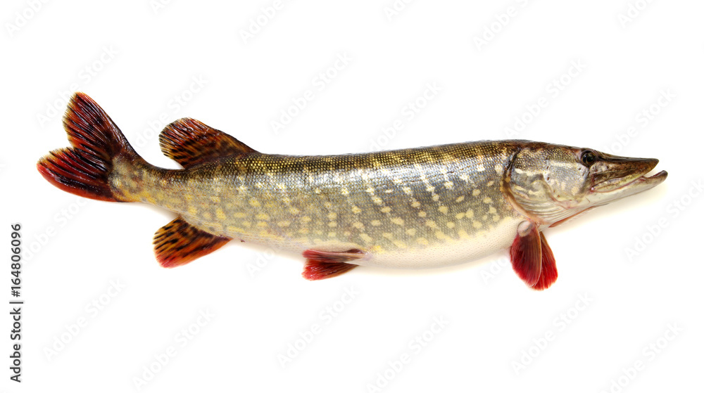  Pike isolated on white