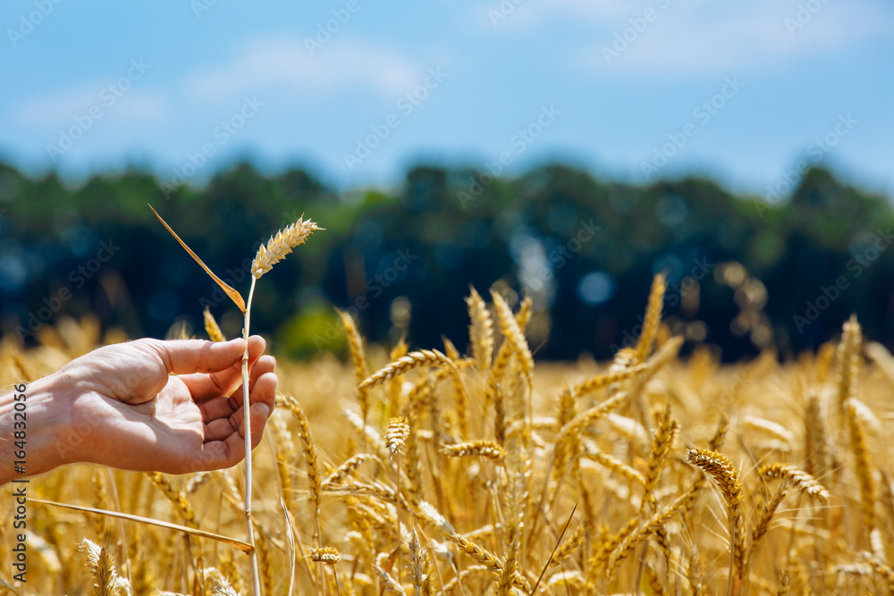 Mans hand touching wheat ears closeup. Hand of farmer touching wheat corn agriculture. Harvest conc