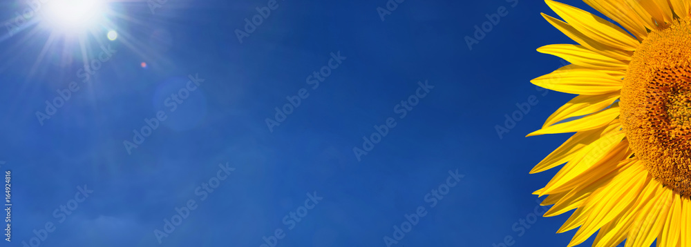 sunflower and sun shining  in a blue sky - format panoramic 