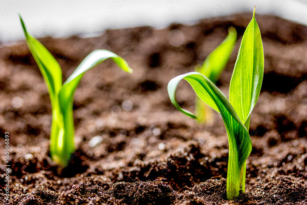 Concept appearance of life - sprout from soil close up