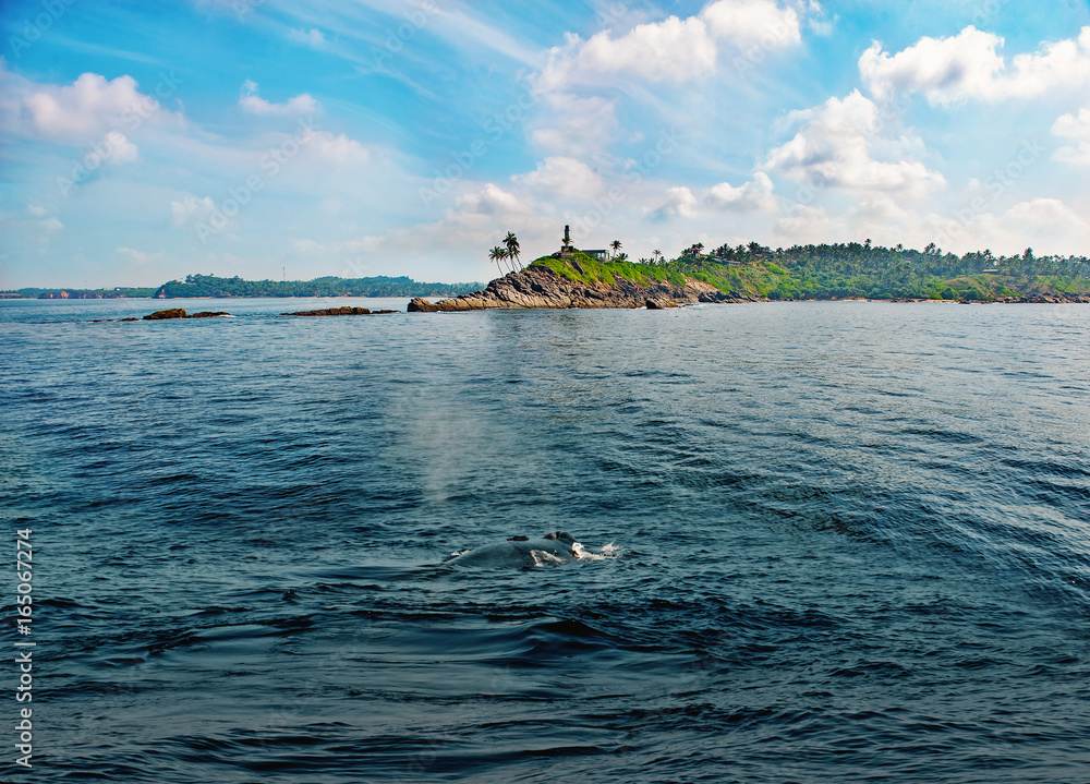 Whale in a water near the shore