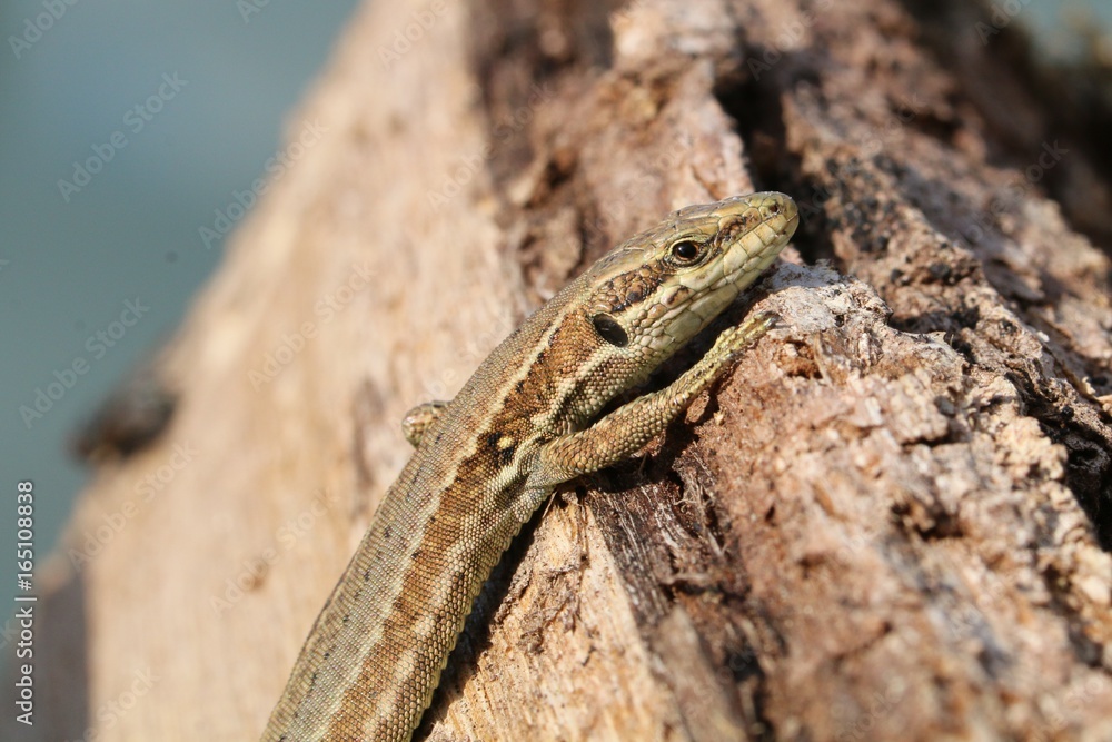 Le lézard des murailles (Podarcis muralis)