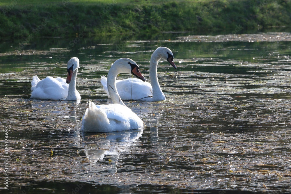 Trio de cygnes tuberculés