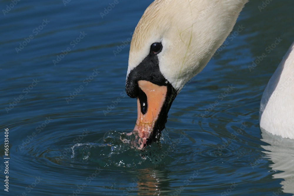 Cygne tuberculé