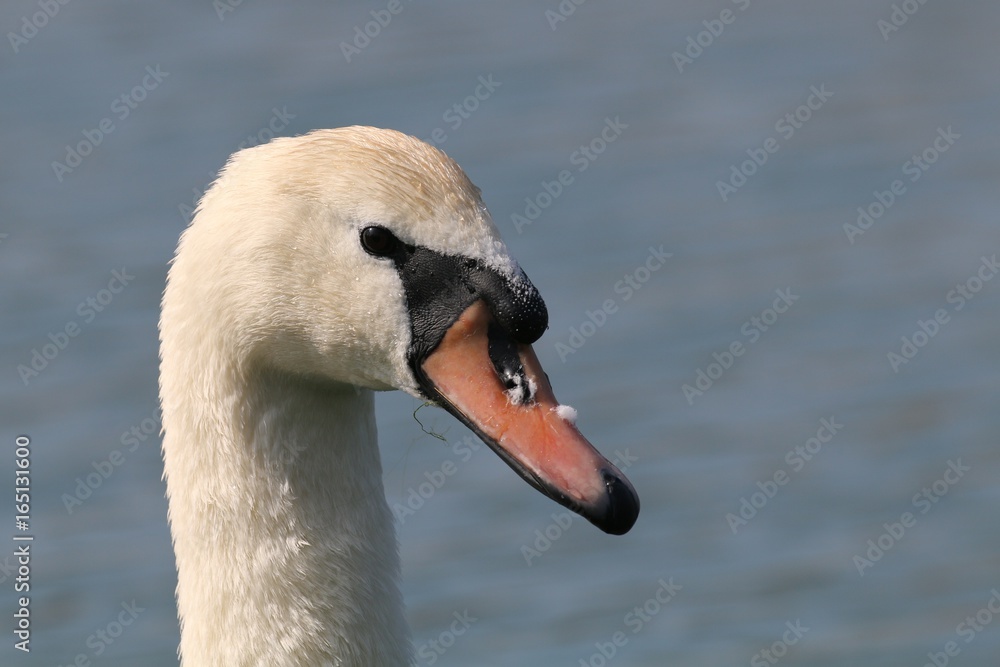 Cygne tuberculé