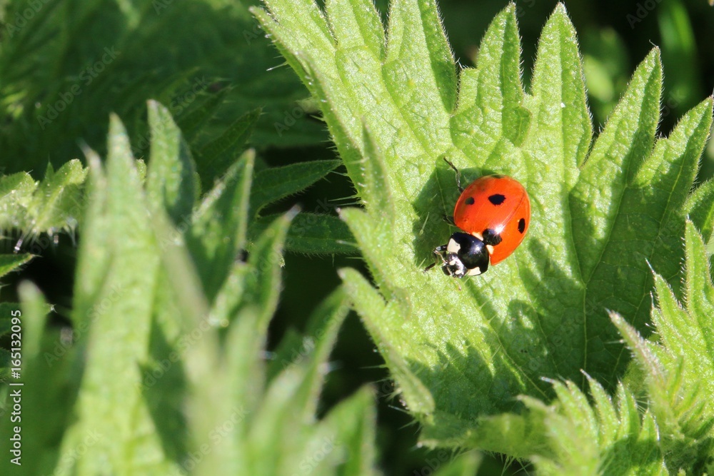 Coccinelle à 7 points