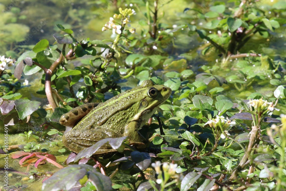 La grenouille verte